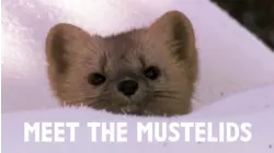 Meet the Mustelids