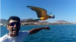 Parrots