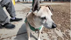 Owning a pet may soon give you a break on your taxes