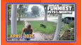 Funniest Pets of the Month