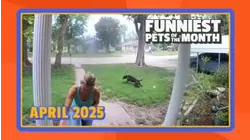 Funniest Pets of the Month | Ep. 2.5
