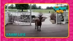 Countdown: The Funniest Pets | Farm Life