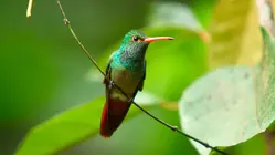 Hummingbirds: Magic in the Air