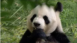 Eating With Your Hands