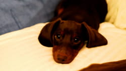 TPC That's My Pet | Puppies