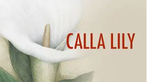 Calla Lily
