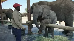 Elephants and Ancient Animals