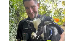 Baby goat's playground adventure ends with police roundup in Yonkers