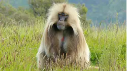 Zanzibar's Poison Monkey