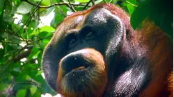 Deep Jungle: The Beast Within