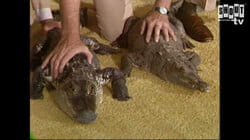 The Johnny Carson Show: Animal Antics With Jim Fowler (7/23/80)