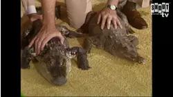 The Johnny Carson Show: Animal Antics With Jim Fowler (7/23/80)