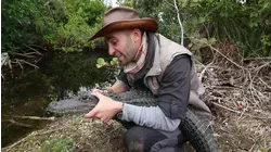 Python Strikes and Bites