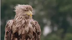 Eagles and Hawks
