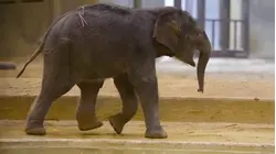 New Baby Elephant Linh Mai Makes Debut at The National Zoo