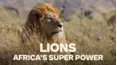 Lion - Africa's Super Power