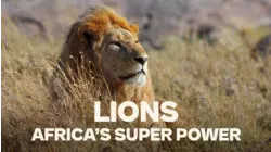 Lion - Africa's Super Power