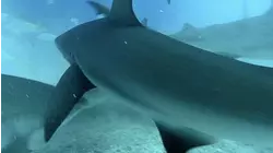 Whale Sharks Kept in Giant Tank