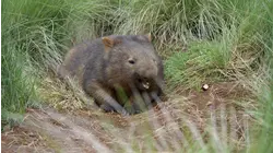 Joey's Journey