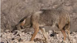 Dogs' Incredible Adaptations / Unexpected Dogs
