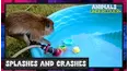 Animals Undercover