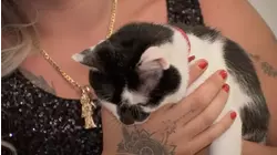 Gulfton woman says her cat tried to defend her during armed robbery at apartment, suspects charged