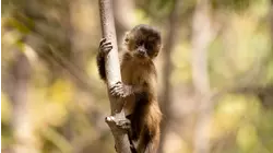 Chico The Baby Capuchin