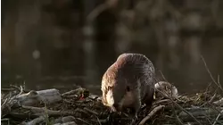 Whale Songs and Cool Canines