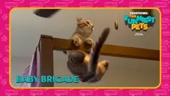 Countdown: The Funniest Pets | Baby Brigade
