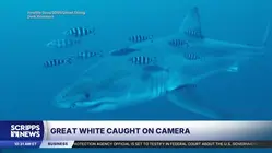 Great white shark spotted in Mediterranean Sea