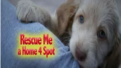 Rescue Me: A Home 4 Spot