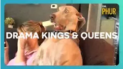 Dr. Phur | Drama Kings & Queens