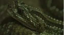 Cold-Blooded Killers