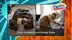 Goodies VS. Baddies | Cute Cuddlers & Crazy Cats