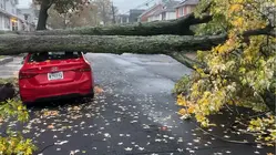 NYC Parks crews prepare for downed trees as nor'easter approaches