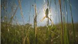 A Spider's Tale