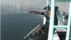 Whale Sharks in Mexico