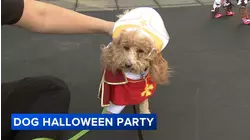Pet costumes on display at Halloween party, parade on North Side