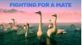 Fighting for a Mate