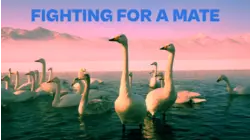 Fighting for a Mate