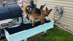 Pet Obsessed | Backyard Animals