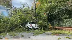 Tree down on power lines, car in the Bronx