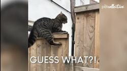 Animal March Madness | Pets Translated