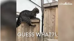 Animal March Madness | Pets Translated