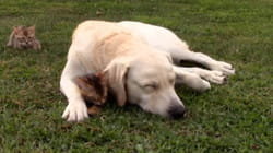 TPC That's My Pet | Labradors