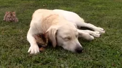 Labradors