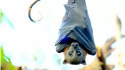 Secret Life of the Flying Fox