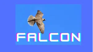 Falcong