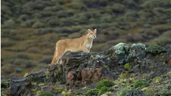 The Secret Lives Of Pumas
