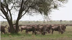 Competition